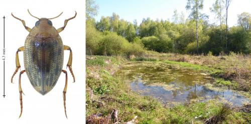 Réf. 181 118 : Haliplus fulvus